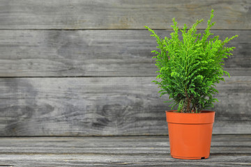 Miniature conifer tree in flowerpot on rustic wooden background