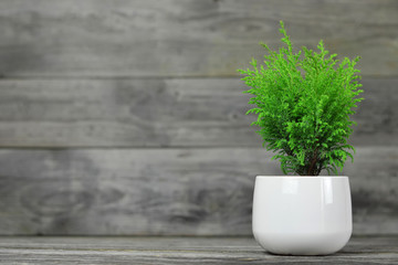 Miniature conifer in flowerpot on wooden background