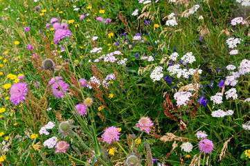 Naklejka premium Blooming alpine meadow with bright multicolored flowers