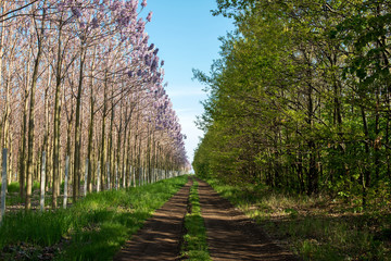 Plantation of blossoming Paulownia trees and country road - selective focus