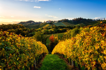 Beautiful vineyard hills in sunset light, Maribor wine region, Slovenia, Styria. Scenic autumn...