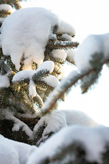 beautiful winter view, winter forest