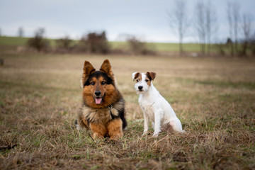Bohemian Shepherd and Parson Russell Terrier Portrait
