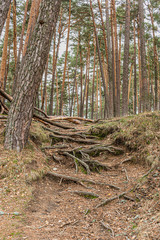 roots and pine forest in navacerrada. Madrid's community. Spain.
