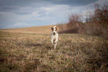 Parson Russell Terrier in Nature