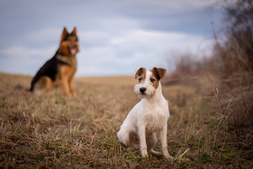Bohemian Shepherd and Parson Russell Terrier playing in nature