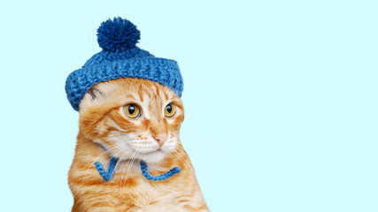 Closeup portrait of funny red cat in a blue knitted hat with a pompom isolated on light cyan. Copyspace.