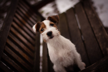 Parson Russell Terrier in Winter