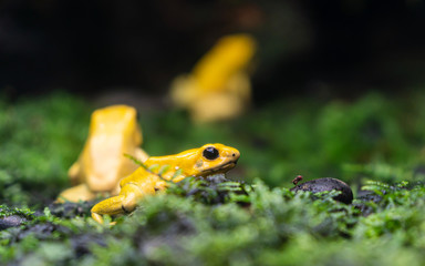 Yellow poison-dart frog (Dendrobates tinctorius azureus).poison frog very poisonous animal with warning colors Phyllobates terribilis Colombia amazon rainforest toxic amphibian