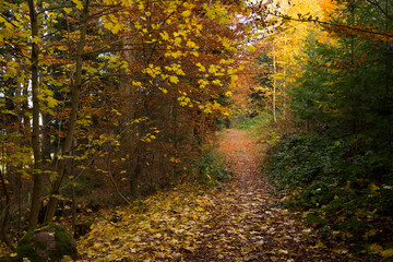 Obraz premium Jesienny las na Mont Saint Odile w Wogezach