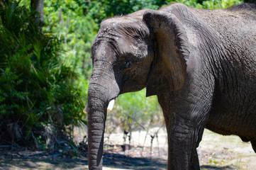 Closeup Of An Elephant
