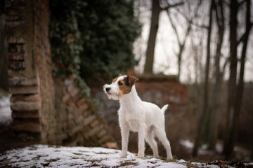 Parson Russell Terrier in Winter