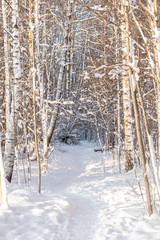 beautiful winter view, winter forest