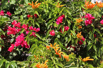 Floral background of orange and pink flowering climbing plants honeysuckle (Lonicera) and...