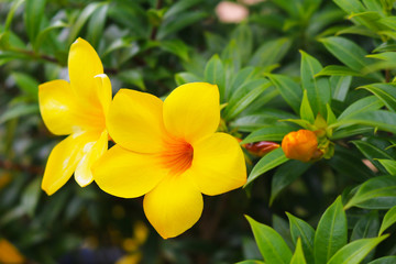 Yellow flowering plant called Allamanda (Allamanda cathartica) native to the Americas