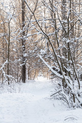 beautiful winter view, winter forest