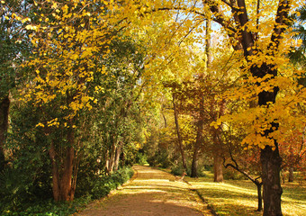 Sendero otoñal repleto de color