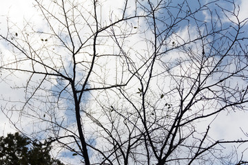  tree branch with blue sky background