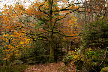 Herbtwald am Mont Saint Odile in den Vogesen