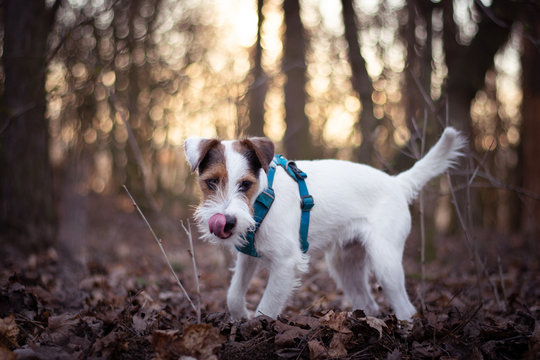 Parson Russell Terrier Portrait with Sunset Bokeh