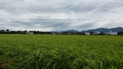 Fototapeta na wymiar farm in rural area near yoshinogari koen station Japan