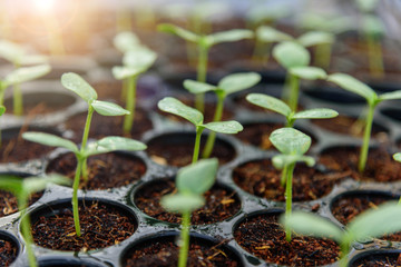 Sapling of melon in Nursery tray
