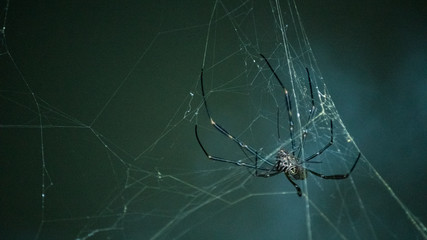 Araña dorada en su tela