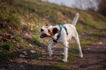Cute Parson Russell Terrier playing with a stick