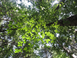 Leaves of European beech ( Fagus ) in summer . View from below . Abetone, Tuscany, Italy