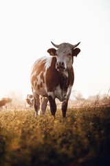 Cow portrait in the field. Autumn sunset landscape