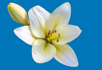Fototapeta na wymiar White lily on a blue background.