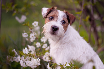 Parson Russell Terrier Portrait - Spring