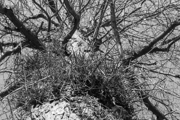 Gleditschie Baum, Lederhülsenbaum mit langen Stacheln, Dornen an der Rinde in schwarz weiß