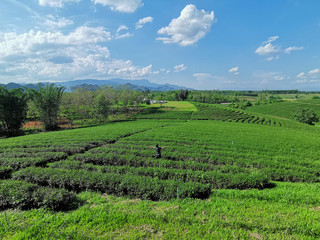 Fototapeta na wymiar A man raising his arms in Choui Fong Tea Plantation. - happy, relaxed Chiang Rai, Thailand