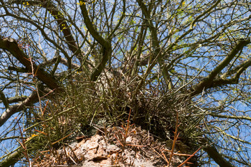 Gleditschie Baum, Lederhülsenbaum mit langen Stacheln, Dornen an der Rinde