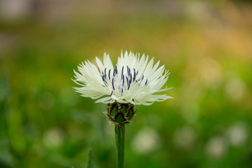 White cornflower, Montana bachelor, close-up, on a blurred background