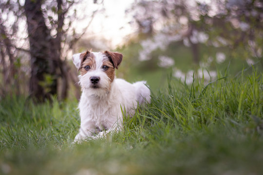 Parson Russell Terrier Portrait - Spring