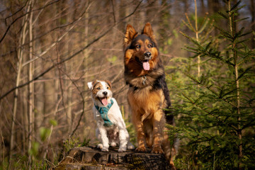 Bohemian Shepherd and Parson Russell Terrier Portrait
