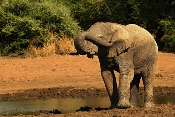 Fototapeta na wymiar African bush elephant (Loxodonta africana) drinking water from the lake.