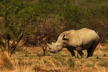 A white rhinoceros, rhino, (Ceratotherium simum)  staying in grassland.