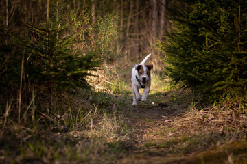 Parson Russell Terrier in the Forest