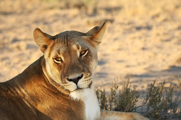 Lioness (Panthera leo) lying in Kalahari desert and looking for the rest of her pride.