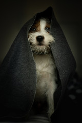Jedi themed Parson Russell Terrier Portrait