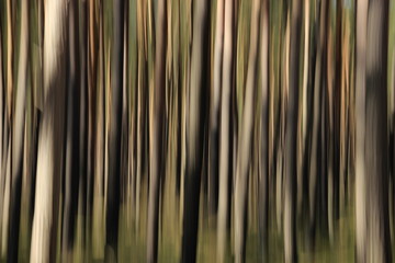 Obraz premium Wald abstrakt