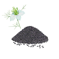 Watercolor black seeds and cumin flower.