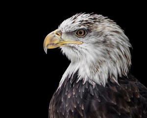 Bald Eagle XX