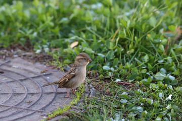 Sparrow sits on a metal hatch and looks through the grass into the distance...