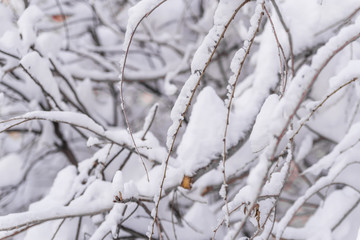 winter, snow on the branches of a tree, patterns Branches of bushes in the snow in winter in cloudy snowy weather.