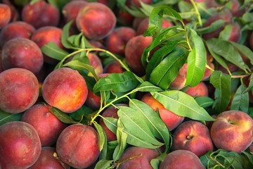 freshly picked peaches