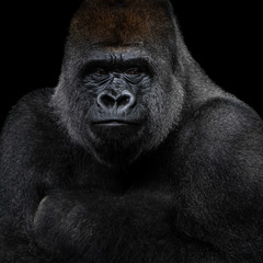 Obraz premium Western Lowland Gorilla XIII